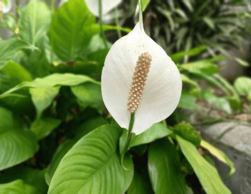 PEACE LILY WITH CARE & BENEFITS