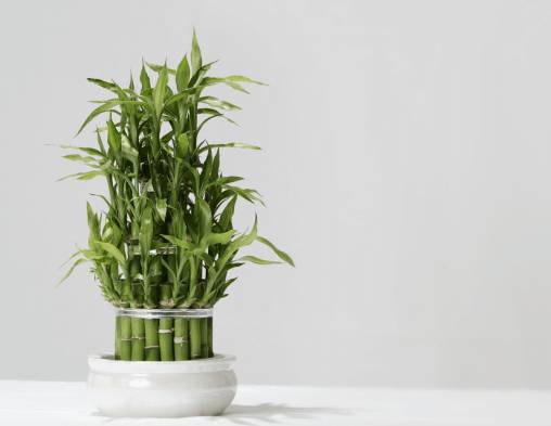 LUCKY BAMBOO WITH CARE & BENEFITS