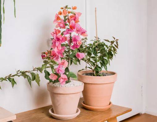 HOW TO GROW BOUGAINVILLEA INDOORS AND OUTDOOR