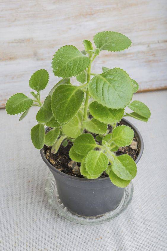 Cuban oregano 