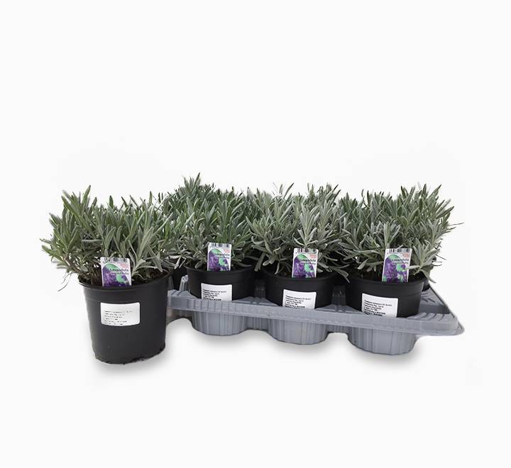 Lavender Herb (Full to Partial Shade)