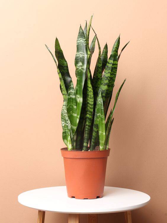 Sansevieria Green Zeylanica (Bowstring Hemp)