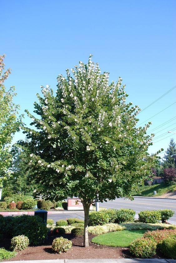 Tabebuia pentaphylla (Trumpet Tree or Pink Poui)