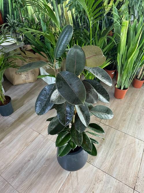  Rubber plant with premium fiber clay pot ( 100cm Ht )-  Air puri