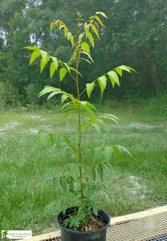 Azadirachta indica (Neem Tree)