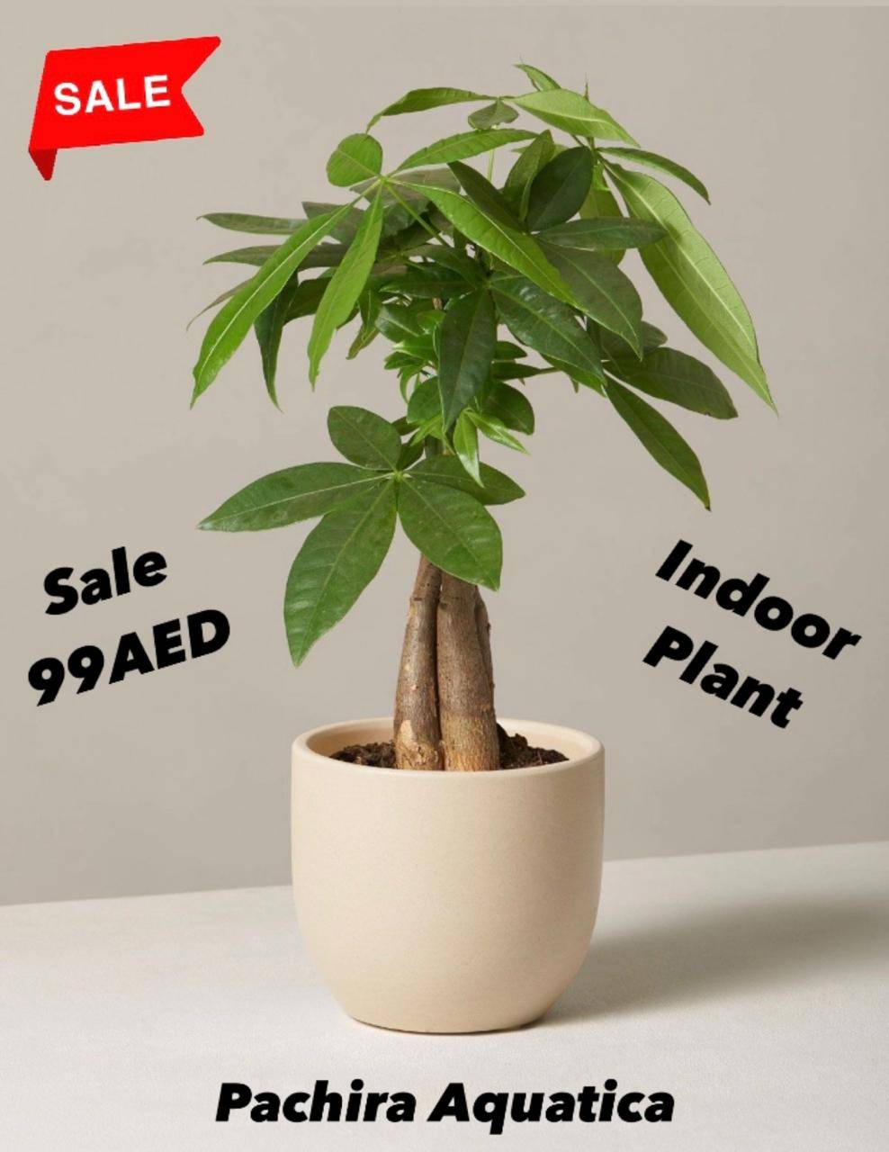  Money tree or Pachira Aquatica