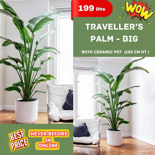  Wow Offer - Traveller's Palm