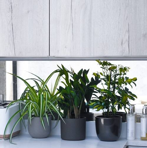  Kitchen Plant Bundle