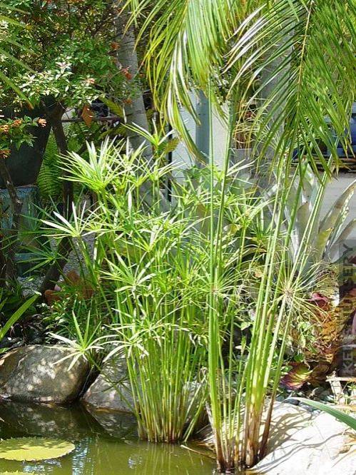 Cyperus alternifolius
