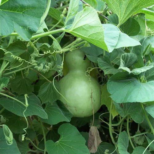 Lagenaria siceraria 10-15cm (Bottle Guard) 