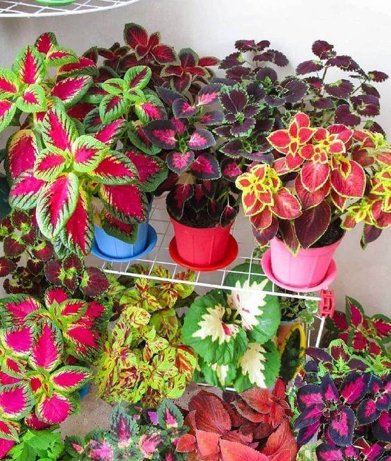 Coleus (Mix Colour)