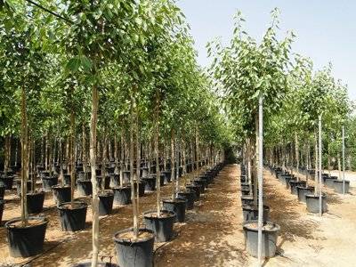 Ficus infectoria-virens 