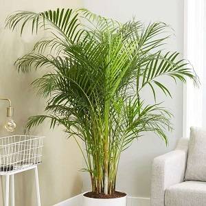   Areca Palm or Bamboo Palm | Dypsis lutescens