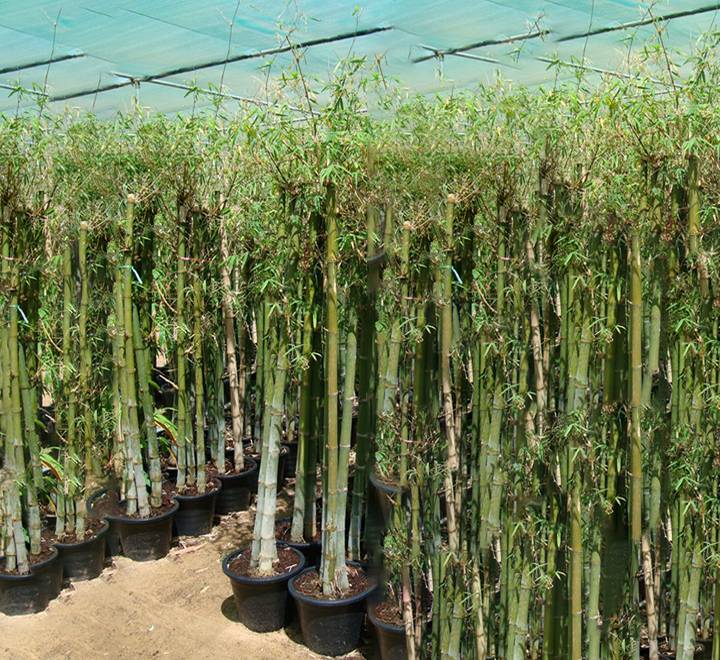 Tropical Bamboo