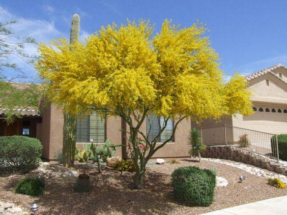 Parkinsonia aculeata
