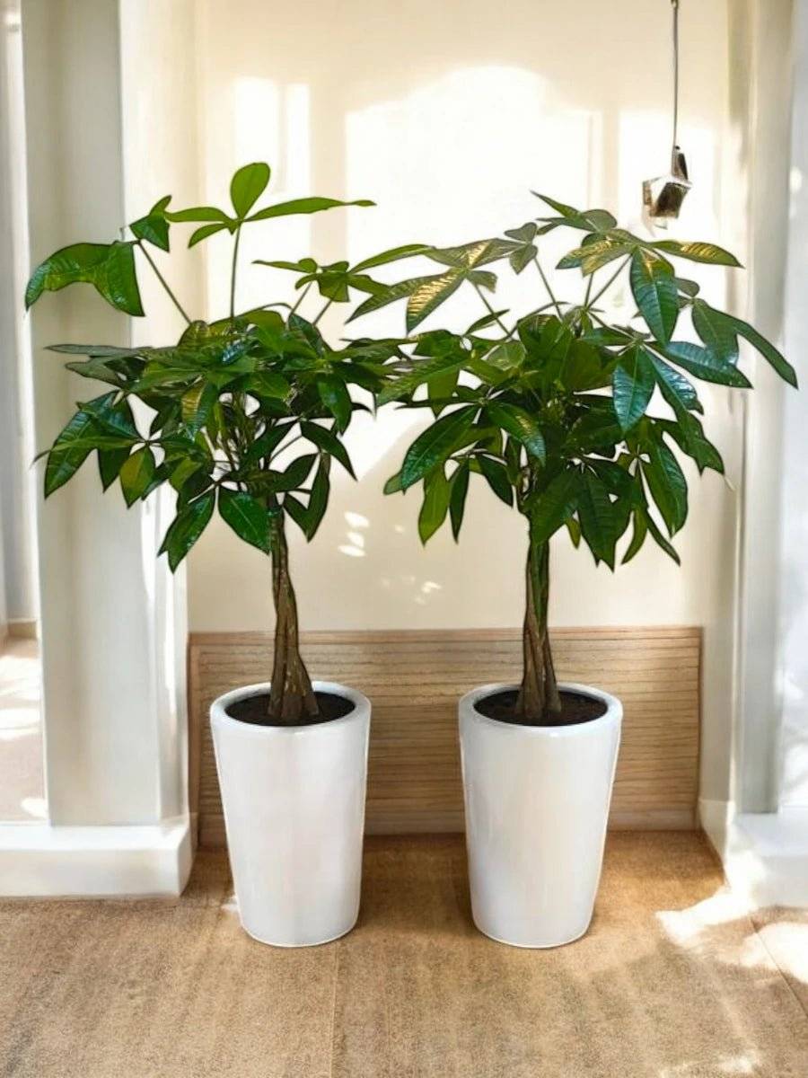  MONEY TREE OR PACHIRA PLANT - 2X POTTED WITH LONG CERAMIC POT -1