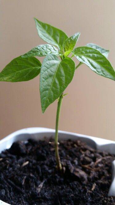 Capsicum Plant 