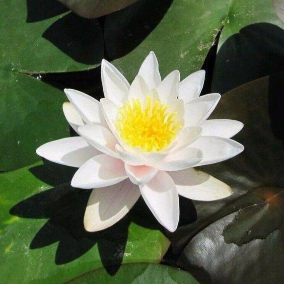Nymphaea Wanvisa (Water Lily Hardy Nymphaea)