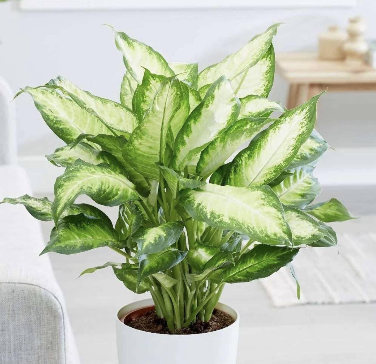 Aglonema 