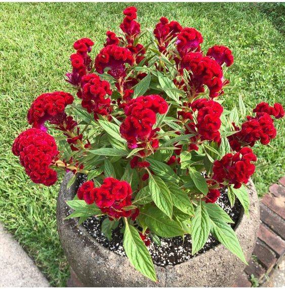 Celosia Cristata Mix colour (Hanging)