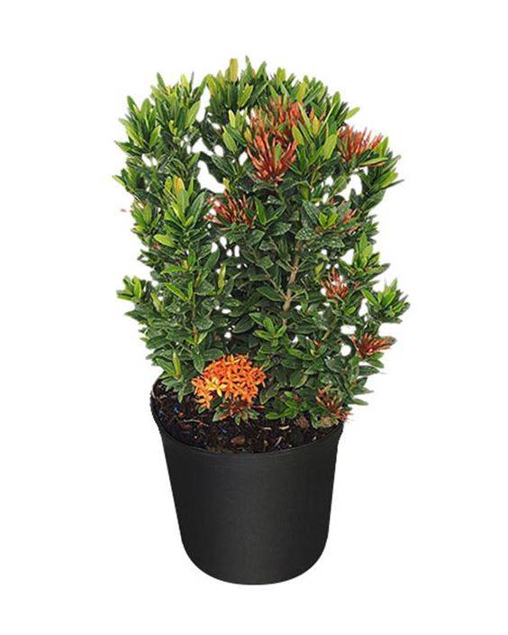  Ixora chinensis