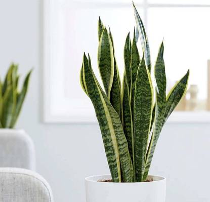 Sansevieria trifasciata 'Golden Flame' | Mother-in-law's Tongue 