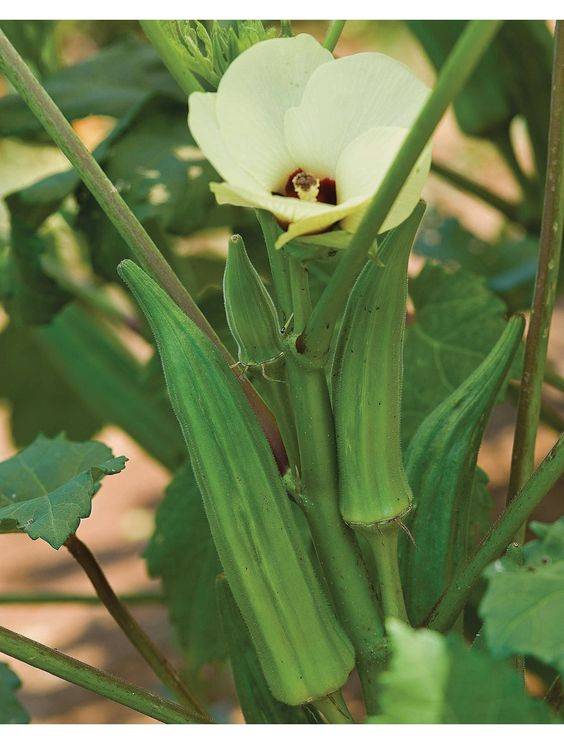 Okra Plant (Ladies Finger)