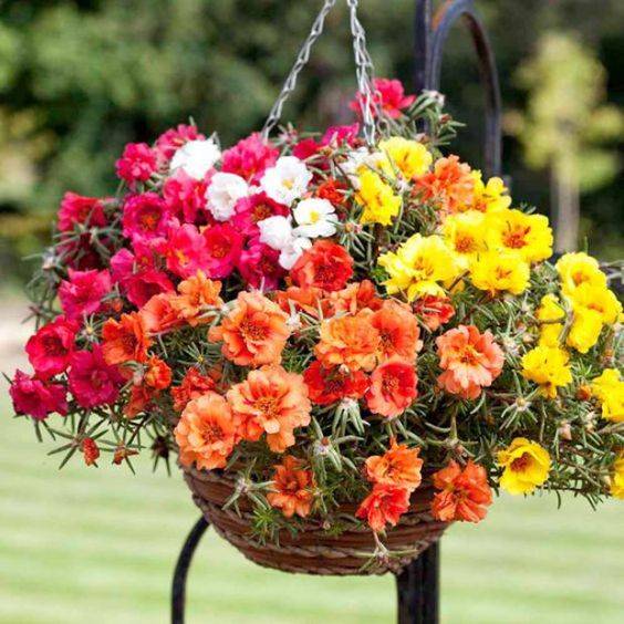 Portulaca grandiflora (Hanging)