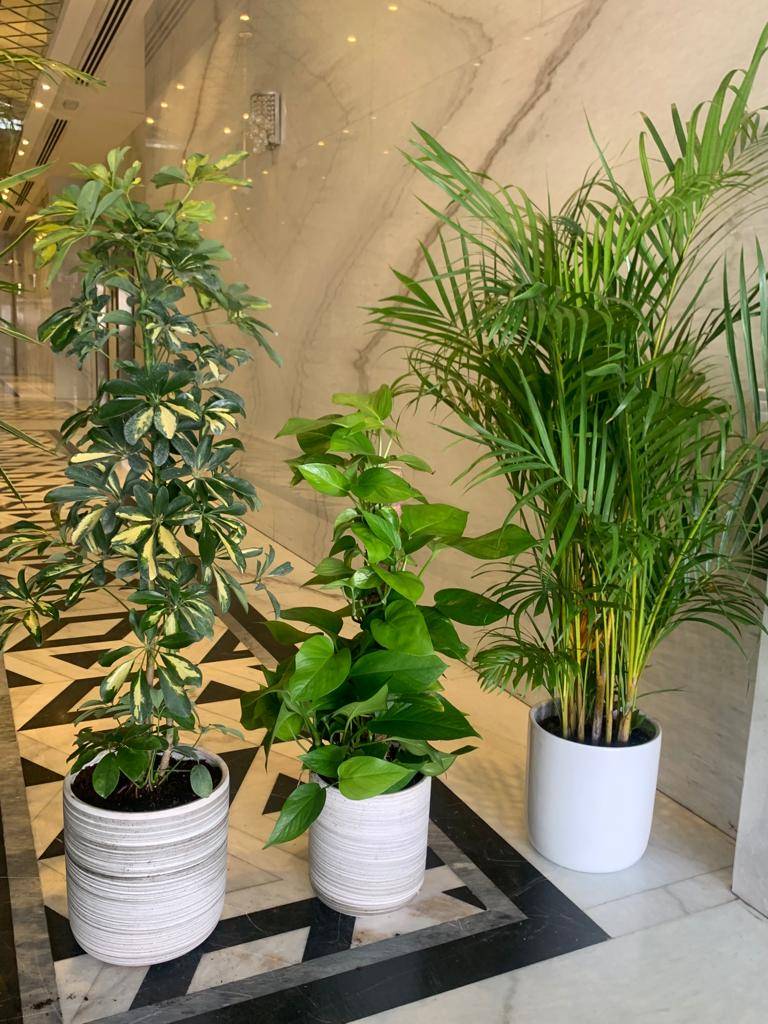  AAA OFFICE BUNDLE -3X POTTED PLANTS - WOW OFFER