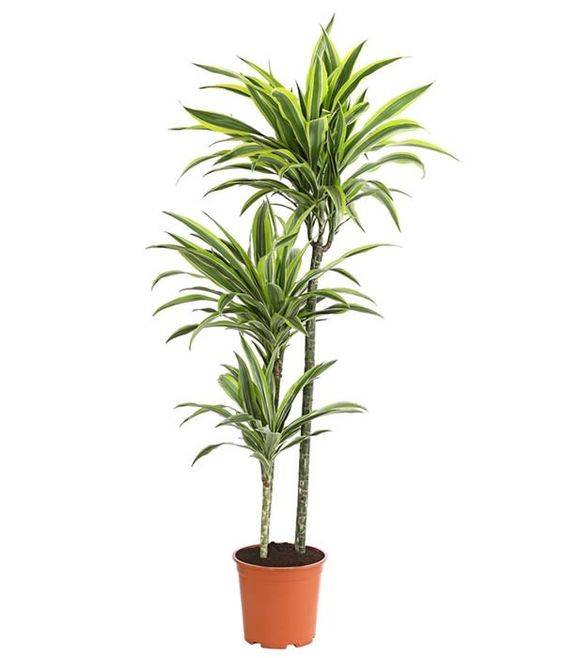 Dracaena fragrans "Riki"