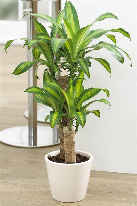 Dracaena fragrans "Yellow coast"