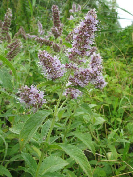 Mentha longifolia