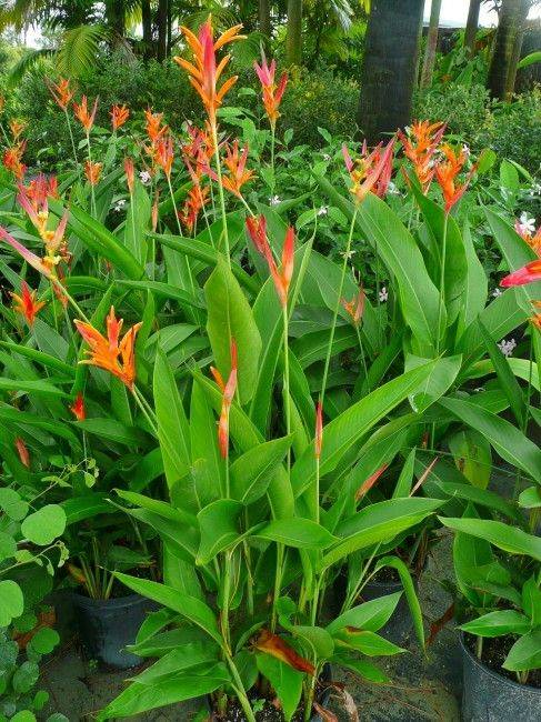 Heliconia Psittacorum (Parrot’s beak)