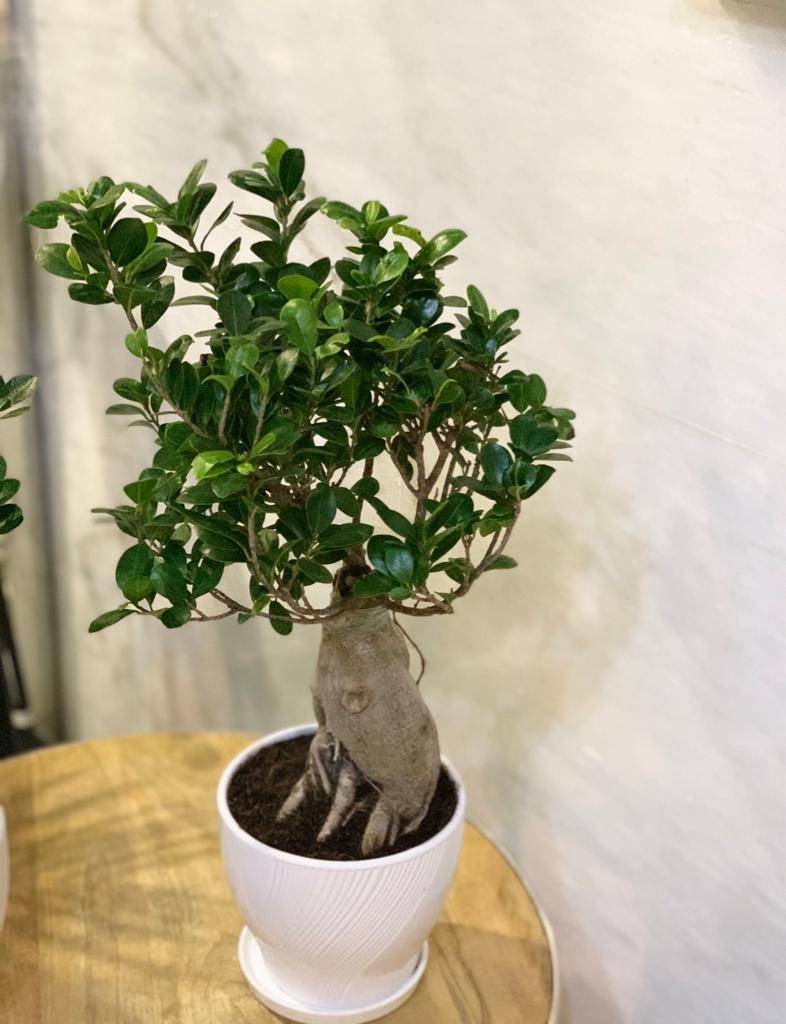  CORPORATE GIFT -TABLE TOP BONSAI
