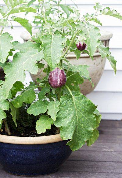 Egg Plant