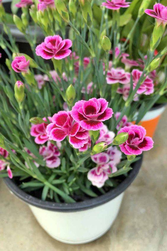 Dianthus Caryophyllus Mix Colour (Hanging)