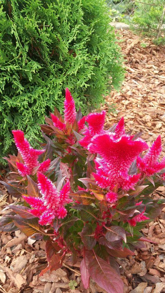 Amaranthus Cruentus