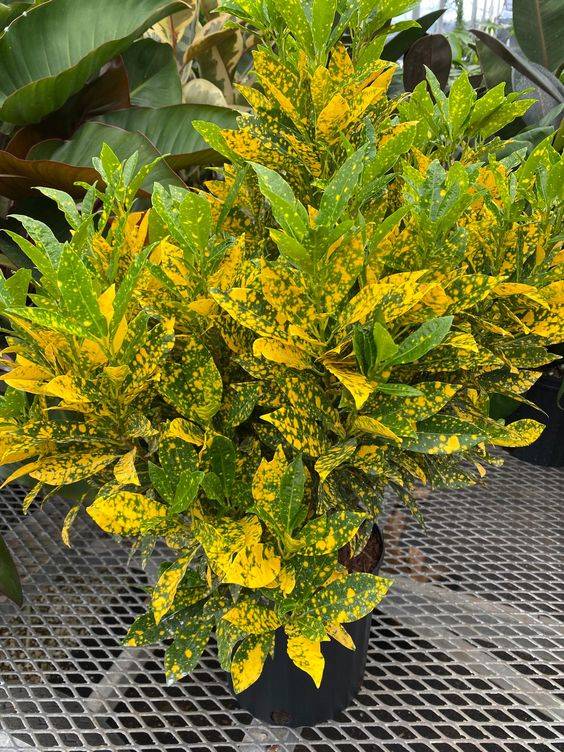 Croton Gold Dust (Codiaeum variegatum ‘Gold Dust’)