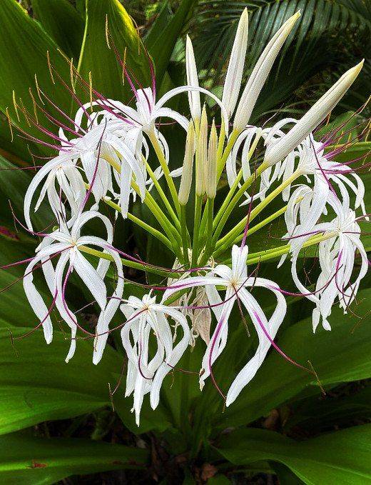 Crinum asiaticum (Spider lily or Seashore lily)