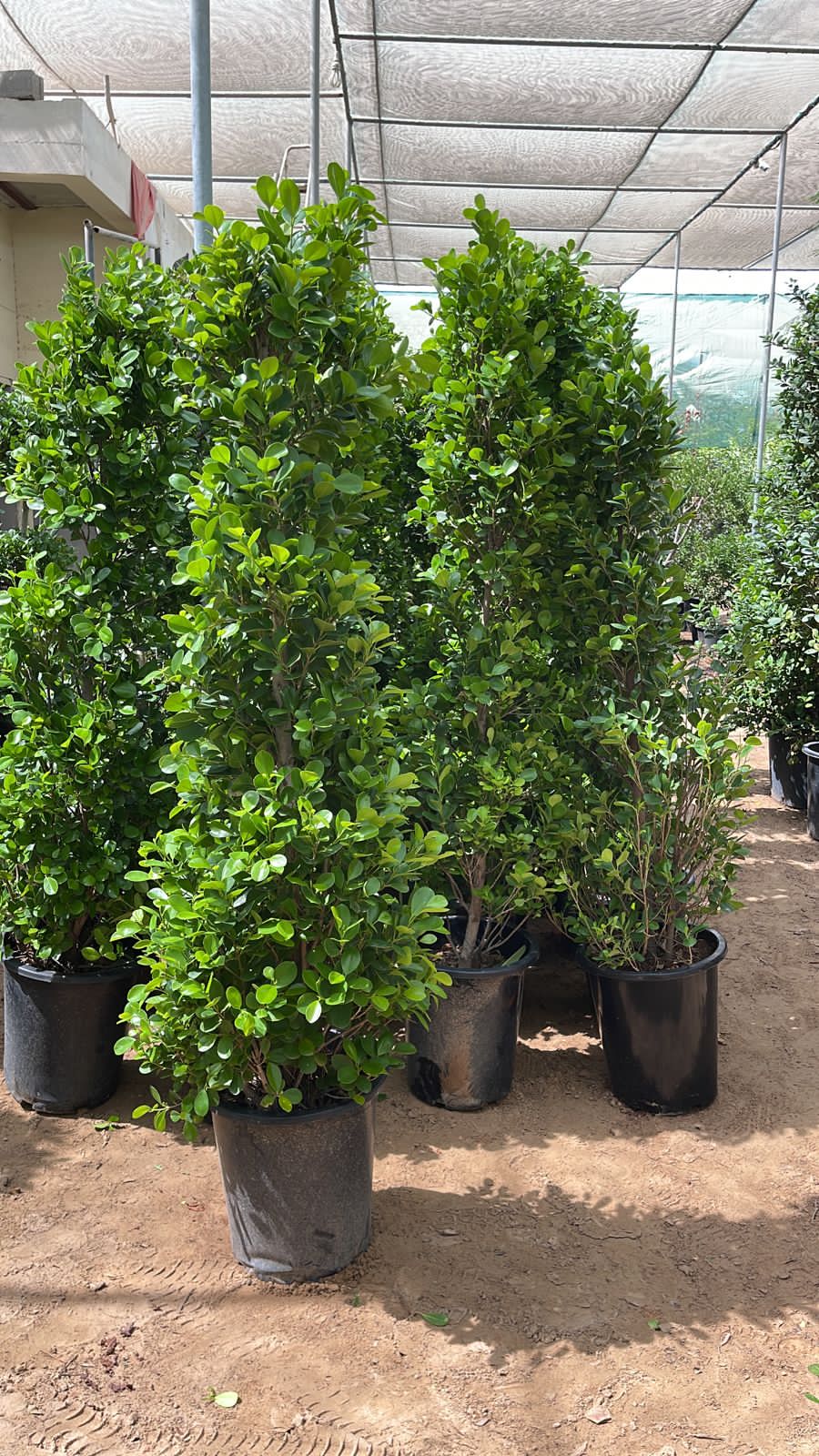  Ficus diversifolia (cone shape)