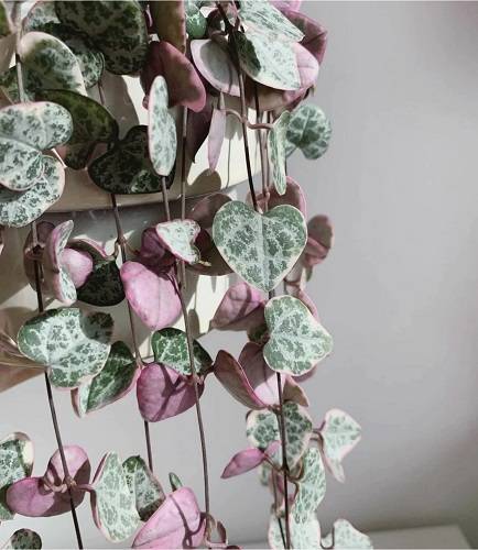  String of Hearts