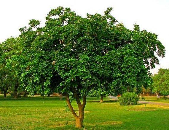 Pongamia glabra