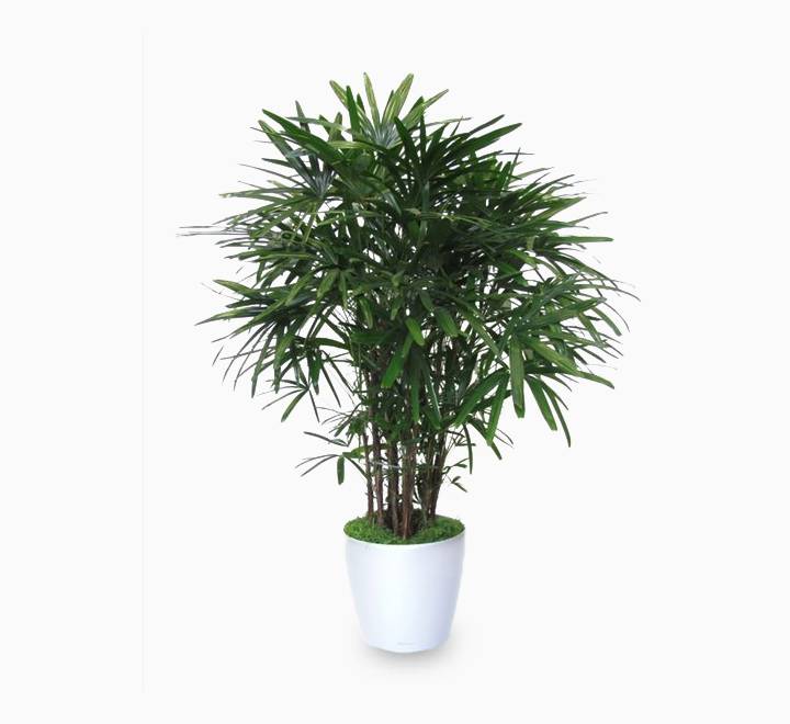 Rhapis excelsa “Lady Palm سيدة النخيل or Miniature Fan Palm” 0.8