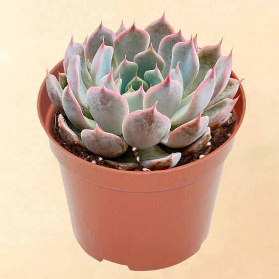 Echeveria succulent