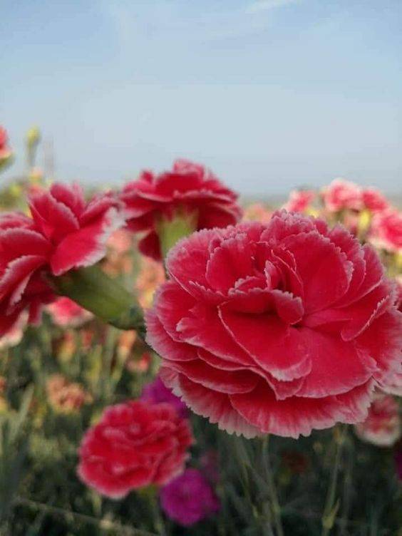 Dianthus Caryophyllus