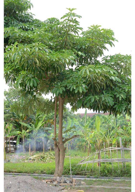 Alstonia scholaris