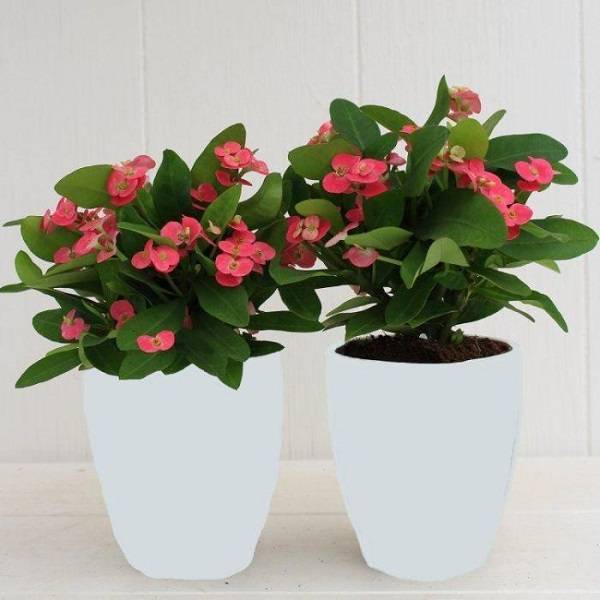 Euphorbia milli or Christ plant /Crown Of Thorns (Thai) 20-30cm