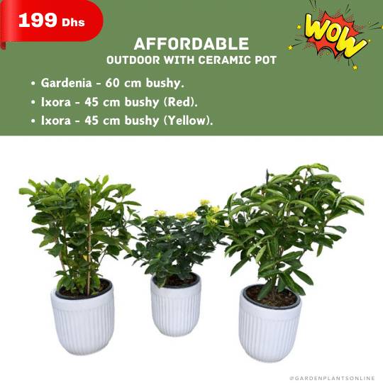  Wow Offer - Affordable Outdoor with ceramic pot