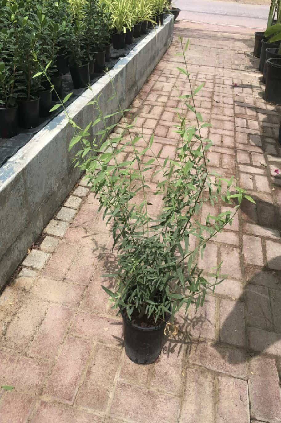 Salvadora persica