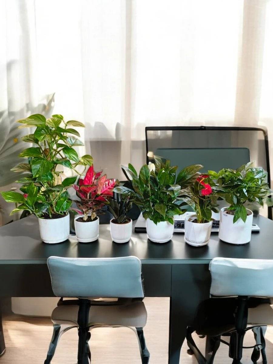  Table Top super mega bundle -6x Plants with ceramic pot